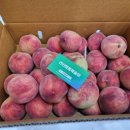 선산분홍복숭아 이미지