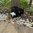 디바인퍼피 이미지