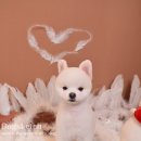 둘리애견미용샵 이미지