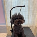 꼬야애견 이미지