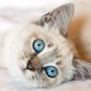 레미 동물병원 이미지