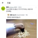 커뮤했던 사람이라면 모를 수 없는 비둘기 영상 이미지