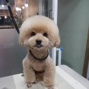 비비드그루밍 이미지