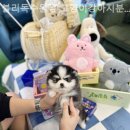 블리독수원점 고양이강아지분양 미니비숑프리제말티푸포메입양 이미지