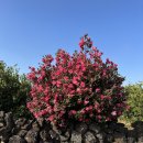 스테이서귀 이미지