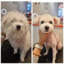 이쁘개왈왈 이미지