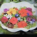 하얀허브 이미지