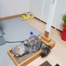 로켓고양이