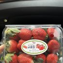 남양착한과일