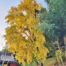 용산서원 | 가을 여행지 동해 은행나무 용산서원 후기