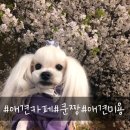 쿤짱 | 의정부 애견카페 &amp; 애견미용 ::쿤짱::내돈내산 솔직후기