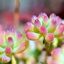 Sedum pachyphyllum(Jelly Beans) 이미지