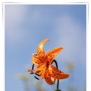 소백산비비 이미지