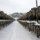 황태덕장 이미지