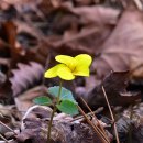 진달래목장 이미지