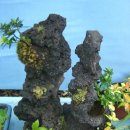 민들레화원 이미지