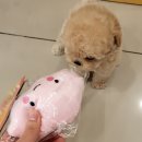 멍멍이냥 강아지분양 이미지