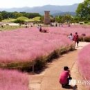 경주 첨성대 핑크뮬리 가을 명소 여행지 가볼만한곳 이미지