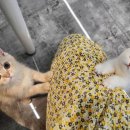 대전고양이분양 비비냥 이미지