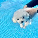 두리애견용품 | 대부도 선재도 펜션 애견펜션 애견수영장 애견운동장펜션 추천 루나비치 선재 호텔 펜션