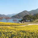 3월, 노란 수선화 물결이 한가득💛 꽃구경 가볼 만한 전남 구례 지리산치즈랜드 이미지