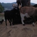 종부농장 이미지