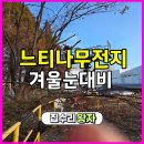 안성조경건설(주) | 오산조경업체 겨울느타나무전지 큰나무자르기