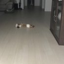 유성튼튼동물병원 이미지