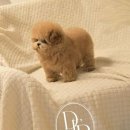 부산 강아지분양 디테일퍼피 이미지