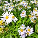 쑥부쟁이 이미지