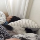 보미 펫 살롱 이미지