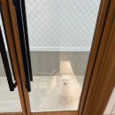 스텔라 펜션 | [애견동반펜션] 태안 &#39;스텔라달마레&#39; 방문 후기(내돈내산)