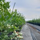 룰루베리오븐 이미지