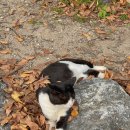 두물머리공원 | 두물머리 연핫도그 먹어봤어요! 주차정보