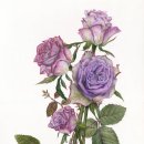 보태니컬 아트 이미지