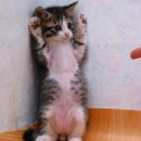 낭낭이네 이미지