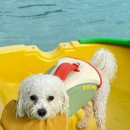 아쿠아라이프 | 바잇미 강아지 구명조끼 아쿠아베어 라이프 베스트 착용 후기! 안전하고 편안한 강아지 수영복 추천