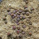 라티아라 이미지