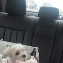 두복 이미지