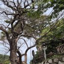 고목나무집 이미지