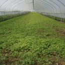 윤씨네농장 이미지