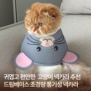 고양이 강아지 상처 보호엔 드림베이스 초경량 통기성 넥카라 후기