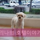 더조은 동물의료센터 이미지