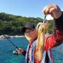 노란 오징어 이미지