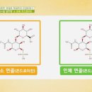 무릎 관절에 좋은 약 , 관절엔 콘드로이친 정리 이미지