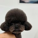 피카소 동물병원 미용 이미지