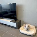 스테이동물병원 이미지