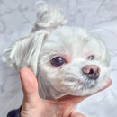 단추펫살롱 이미지