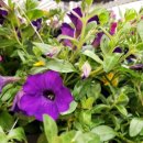 코스코약국 이미지