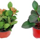 페페로미아 이미지